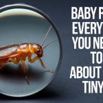 Strozzapreti: The Twisted Pasta with a Rich History Baby Roach: Everything You Need to Know About These Tiny Pests